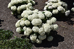Invincibelle Limetta Hydrangea (Hydrangea arborescens 'NCHA8') at Green Haven Garden Centre