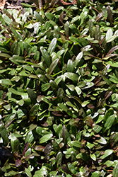 Feathered Friends Noble Nightingale Bugleweed (Ajuga 'Noble Nightingale') at Green Haven Garden Centre