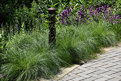Pennsylvania Sedge (Carex pensylvanica) at Green Haven Garden Centre