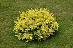 Sunsation Japanese Barberry (Berberis thunbergii 'Sunsation') at Green Haven Garden Centre