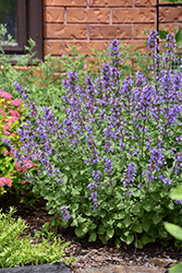 Picture Purrfect Catmint (Nepeta 'Picture Purrfect') at Green Haven Garden Centre