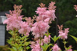 Venusta Queen Of The Prairie (Filipendula rubra 'Venusta') at Green Haven Garden Centre