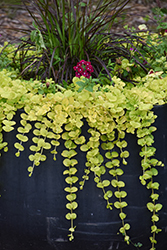 Golden Creeping Jenny (Lysimachia nummularia 'Aurea') at Green Haven Garden Centre