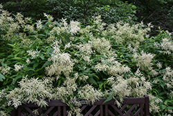 White Fleeceflower (Persicaria polymorpha) at Green Haven Garden Centre