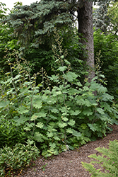 Plume Poppy (Macleaya cordata) at Green Haven Garden Centre