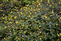 Firecracker Loosestrife (Lysimachia ciliata 'Firecracker') at Green Haven Garden Centre