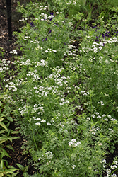Santo Cilantro (Coriandrum sativum 'Santo') at Green Haven Garden Centre