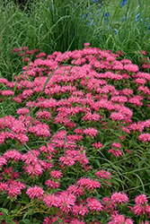 Marshall's Delight Beebalm (Monarda 'Marshall's Delight') at Green Haven Garden Centre