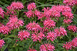 Marshall's Delight Beebalm (Monarda 'Marshall's Delight') at Green Haven Garden Centre