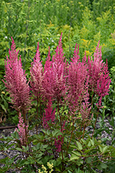 Mighty Chocolate Cherry Chinese Astilbe (Astilbe chinensis 'Mighty Chocolate Cherry') at Green Haven Garden Centre