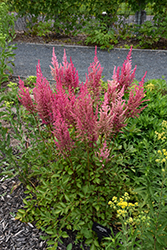 Mighty Chocolate Cherry Chinese Astilbe (Astilbe chinensis 'Mighty Chocolate Cherry') at Green Haven Garden Centre