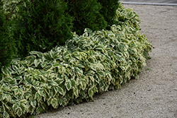 Snow on the Mountain (Aegopodium podagraria 'Variegata') at Green Haven Garden Centre