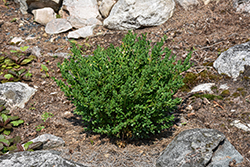 Calgary Boxwood (Buxus 'Calgary') at Green Haven Garden Centre