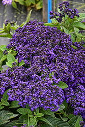 Marine Heliotrope (Heliotropium arborescens 'Marine') at Green Haven Garden Centre