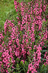 Angelface Perfectly Pink Angelonia (Angelonia angustifolia 'Balang15434') at Green Haven Garden Centre