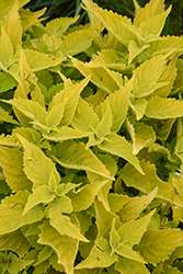 ColorBlaze Lime Time Coleus (Solenostemon scutellarioides 'Lime Time') at Green Haven Garden Centre