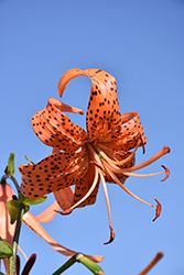 Tiger Lily (Lilium lancifolium) at Green Haven Garden Centre