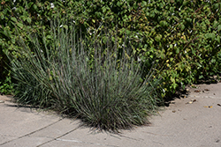 Little Bluestem (Schizachyrium scoparium) at Green Haven Garden Centre