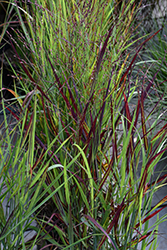 Shenandoah Reed Switch Grass (Panicum virgatum 'Shenandoah') at Green Haven Garden Centre