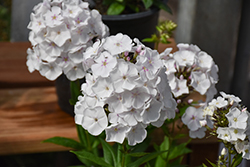 Garden Girls Party Girl Garden Phlox (Phlox paniculata 'Party Girl') at Green Haven Garden Centre