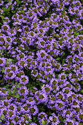 Whirlwind Blue Fan Flower (Scaevola aemula 'Whirlwind Blue') at Green Haven Garden Centre