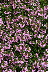 Whirlwind Pink Fan Flower (Scaevola aemula 'Whirlwind Pink') at Green Haven Garden Centre