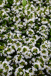 Whirlwind White Fan Flower (Scaevola aemula 'Whirlwind White') at Green Haven Garden Centre