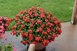 Beacon Bright Red Impatiens (Impatiens walleriana 'PAS1413665') at Green Haven Garden Centre
