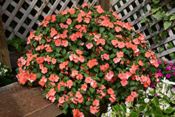 Beacon Salmon Impatiens (Impatiens walleriana 'PAS1357835') at Green Haven Garden Centre