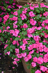 Beacon Rose Impatiens (Impatiens walleriana 'Beacon Rose') at Green Haven Garden Centre
