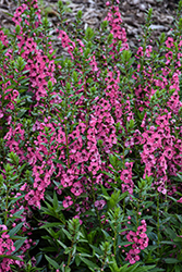 Angelface Perfectly Pink Angelonia (Angelonia angustifolia 'Balang15434') at Green Haven Garden Centre