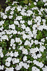 Beacon White Impatiens (Impatiens walleriana 'PAS1357832') at Green Haven Garden Centre
