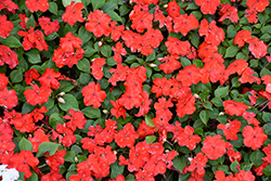 Beacon Bright Red Impatiens (Impatiens walleriana 'PAS1413665') at Green Haven Garden Centre