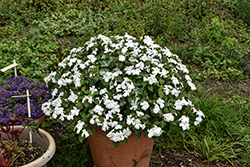 Beacon White Impatiens (Impatiens walleriana 'PAS1357832') at Green Haven Garden Centre