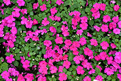 Beacon Violet Shades Impatiens (Impatiens walleriana 'PAS1357834') at Green Haven Garden Centre