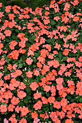 Beacon Salmon Impatiens (Impatiens walleriana 'PAS1357835') at Green Haven Garden Centre