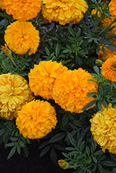 Inca II Orange Marigold (Tagetes erecta 'Inca II Orange') at Green Haven Garden Centre