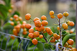 Autumn Revolution American Bittersweet (Celastrus scandens 'Bailumn') at Green Haven Garden Centre