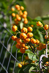 Autumn Revolution American Bittersweet (Celastrus scandens 'Bailumn') at Green Haven Garden Centre