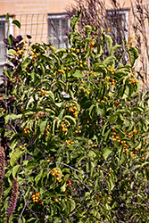 Autumn Revolution American Bittersweet (Celastrus scandens 'Bailumn') at Green Haven Garden Centre