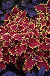 Copperhead Coleus (Solenostemon scutellarioides 'Copperhead') at Green Haven Garden Centre