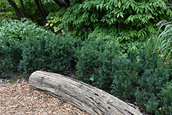 Morden Upright  Japanese Yew (Taxus cuspidata 'Morden Upright') at Green Haven Garden Centre
