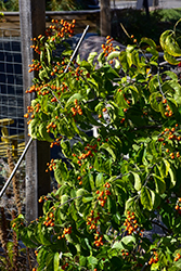 Autumn Revolution American Bittersweet (Celastrus scandens 'Bailumn') at Green Haven Garden Centre