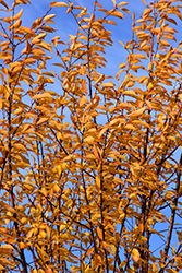 Ming Cherry (Prunus maackii 'Ming') at Green Haven Garden Centre