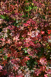 Bloody Cranesbill (Geranium sanguineum) at Green Haven Garden Centre
