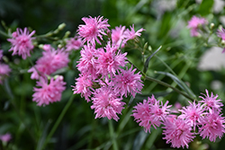 Petite Jenny Ragged Robin Campion (Lychnis flos-cuculi 'Petite Jenny') at Green Haven Garden Centre