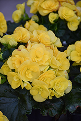 Solenia Yellow Begonia (Begonia x hiemalis 'Solenia Yellow') at Green Haven Garden Centre