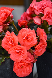 Solenia Dark Pink Begonia (Begonia x hiemalis 'Solenia Dark Pink') at Green Haven Garden Centre