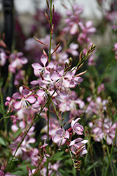 Stratosphere Pink Picotee Gaura (Gaura lindheimeri 'Gaudpin') at Green Haven Garden Centre