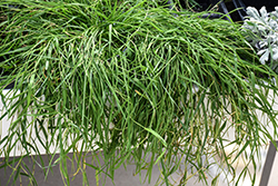 Green Twist Trailing Bamboo (Agrostis stolonifera 'Green Twist') at Green Haven Garden Centre